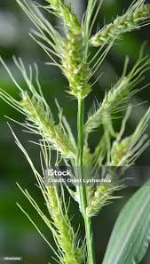 Attēlu rezultāti vaicājumam “Echinochloa crus-galli leaf”