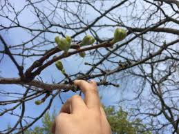 Attēlu rezultāti vaicājumam “Gleditsia triacanthos bud”