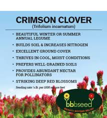 Image result for Trifolium incarnatum