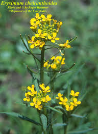 Attēlu rezultāti vaicājumam “Erysimum cheiranthoides flower”
