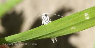 Attēlu rezultāti vaicājumam “Elachista argentella”