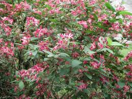 Attēlu rezultāti vaicājumam “Lonicera tatarica flower”