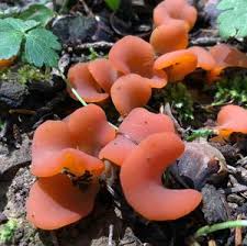 Attēlu rezultāti vaicājumam “Tremiscus helvelloides”