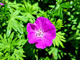 Attēlu rezultāti vaicājumam “Geranium sanguineum leaf”