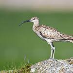 Image result for Numenius minutus