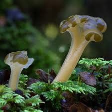 Attēlu rezultāti vaicājumam “Leotia lubrica”