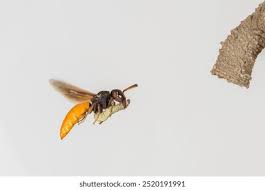 Attēlu rezultāti vaicājumam “Eumenidae”