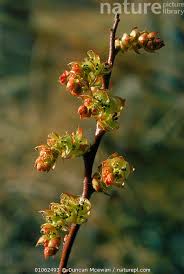 Attēlu rezultāti vaicājumam “Myrica gale bud”