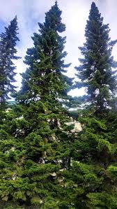 Attēlu rezultāti vaicājumam “Abies”