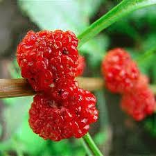 Attēlu rezultāti vaicājumam “Chenopodium polyspermum fruit”