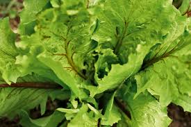 Image result for Pflücksalat