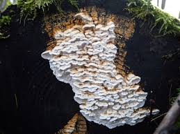 Attēlu rezultāti vaicājumam “Antrodia serialis”