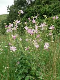Image result for Lavatera thuringiaca