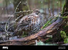 Attēlu rezultāti vaicājumam “Tetrastes bonasia female”