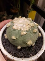 Attēlu rezultāti vaicājumam “Lophozia incisa”