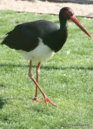 Attēlu rezultāti vaicājumam “Ciconia nigra adult”