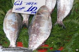 Image result for Alosa fallax