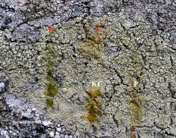 Attēlu rezultāti vaicājumam “Pertusaria flavida”