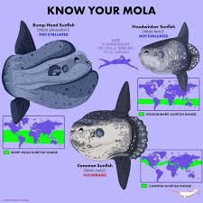 Image result for Mola alexandrini