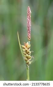 Attēlu rezultāti vaicājumam “Carex panicea fruit”