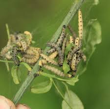 Attēlu rezultāti vaicājumam “Yponomeuta malinellus / cagnagella larva”