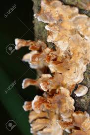 Attēlu rezultāti vaicājumam “Stereum rugosum”