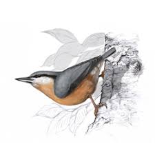 Image result for Sitta europaea