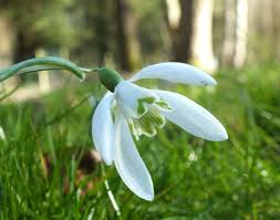 Attēlu rezultāti vaicājumam “Galanthus nivalis bud”