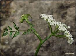 Attēlu rezultāti vaicājumam “Oenanthe aquatica flower”