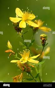 Attēlu rezultāti vaicājumam “Hypericum perforatum bud”