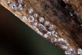 Attēlu rezultāti vaicājumam “Physarum virescens young”