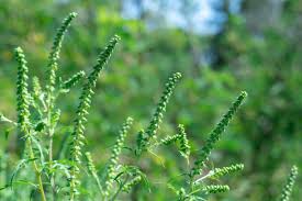 Attēlu rezultāti vaicājumam “Ambrosia artemisiifolia fruit”
