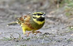 Image result for Emberiza cirlus