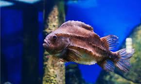 Image result for Cyclopterus lumpus