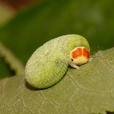 Attēlu rezultāti vaicājumam “Trichiosoma larva”