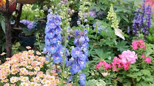 Image result for Delphinium