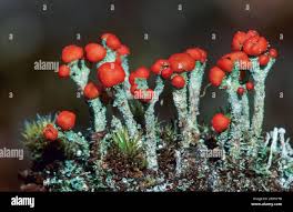 Attēlu rezultāti vaicājumam “Cladonia floerkeana”