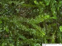 Attēlu rezultāti vaicājumam “Chiloscyphus polyanthos”