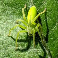 Attēlu rezultāti vaicājumam “Micrommata virescens”