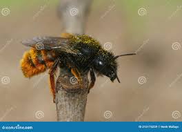 Attēlu rezultāti vaicājumam “Osmia bicolor”