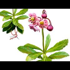 Attēlu rezultāti vaicājumam “Chimaphila umbellata leaf”