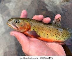 Image result for Oncorhynchus clarkii