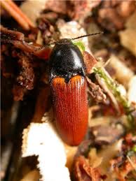 Attēlu rezultāti vaicājumam “Ampedus pomorum”