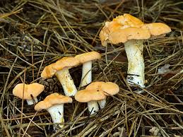 Attēlu rezultāti vaicājumam “Hydnum rufescens”