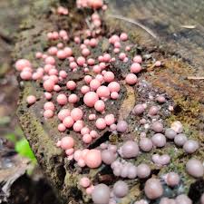 Attēlu rezultāti vaicājumam “Lycogala miserum spores”