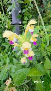 Attēlu rezultāti vaicājumam “Galeopsis speciosa flower”