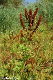 Attēlu rezultāti vaicājumam “Rumex maritimus fruit”