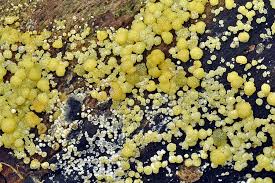 Attēlu rezultāti vaicājumam “Hypocrea gelatinosa”