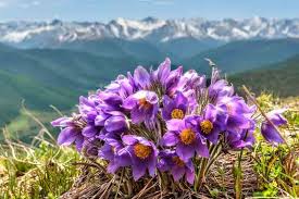 Attēlu rezultāti vaicājumam “Pulsatilla patens”