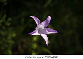 Image result for Campanula rapunculus